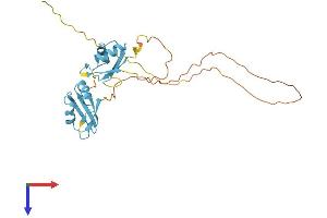 SRSF5 Protein (AA 1-272) (His tag)