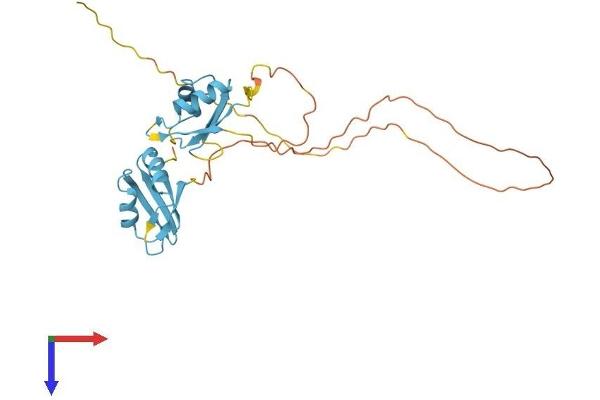 SRSF5 Protein (AA 1-272) (His tag)