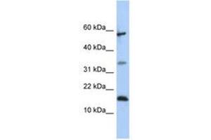 Image no. 1 for anti-Lipocalin 6 (LCN6) (C-Term) antibody (ABIN6741097) (LCN6 Antikörper  (C-Term))