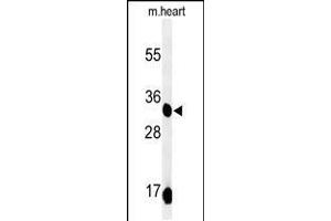 Western blot analysis of COQ9 Antibody in mouse heart tissue lysates (35ug/lane) (COQ9 Antikörper  (AA 156-184))