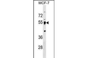 LRRC42 Antibody (Center) (ABIN1538416 and ABIN2849496) western blot analysis in MCF-7 cell line lysates (35 μg/lane). (LRRC42 Antikörper  (AA 44-71))
