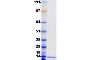 Validation with Western Blot (PATE4 Protein (DYKDDDDK-His Tag))