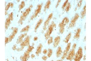 Formalin-fixed, paraffin-embedded Rat Stomach with Cytokeratin, HMW Monoclonal Antibody (KRTL/1077).