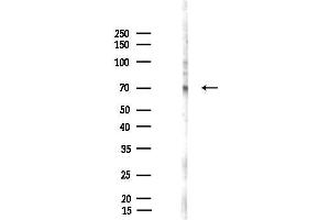 anti-Leucine Rich Repeat Transmembrane Neuronal 4 (LRRTM4) antibody