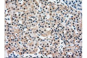 Immunohistochemical staining of paraffin-embedded pancreas tissue using anti-SSBmouse monoclonal antibody. (SSB Antikörper)