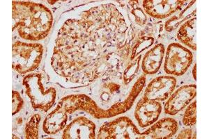 IHC image of ABIN7144087 diluted at 1:121 and staining in paraffin-embedded human kidney tissue performed on a Leica BondTM system. (Angiomotin Antikörper  (AA 1-300))