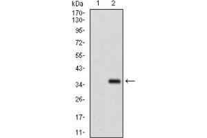 Western Blotting (WB) image for anti-Fibroblast Growth Factor 4 (FGF4) (AA 62-123) antibody (ABIN1845547) (FGF4 Antikörper  (AA 62-123))