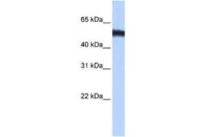 Western Blotting (WB) image for anti-Zinc Finger Protein 486 (ZNF486) antibody (ABIN2463450) (ZNF486 Antikörper)