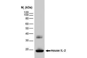 Western blot analysis of mouse IL-2 recombinant protein probed with RAT ANTI MOUSE INTERLEUKIN-2 (ABIN119367) (IL-2 Antikörper)