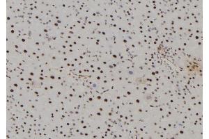 ABIN6277504 at 1/100 staining Mouse liver tissue by IHC-P. (AHCY Antikörper  (Internal Region))