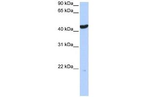 Western Blotting (WB) image for anti-Keratin 23 (KRT23) antibody (ABIN2459119) (KRT23 Antikörper)