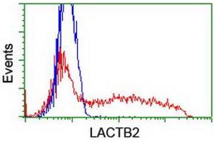HEK293T cells transfected with either RC201465 overexpress plasmid (Red) or empty vector control plasmid (Blue) were immunostained by anti-LACTB2 antibody (ABIN2454346), and then analyzed by flow cytometry. (LACTB2 Antikörper)