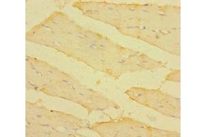 Immunohistochemistry of paraffin-embedded human skeletal muscle tissue using ABIN7172934 at dilution of 1:100 (TM4SF5 Antikörper  (AA 112-157))