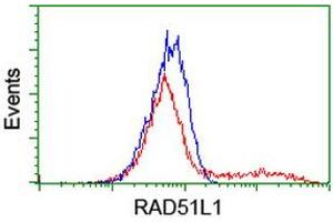 HEK293T cells transfected with either RC206457 overexpress plasmid (Red) or empty vector control plasmid (Blue) were immunostained by anti-RAD51L1 antibody (ABIN2455028), and then analyzed by flow cytometry. (RAD51 Homolog B Antikörper  (AA 119-346))