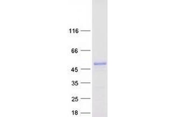 WDR55 Protein (Myc-DYKDDDDK Tag)