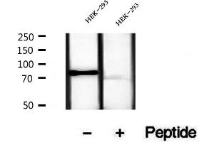 Western blot analysis of extracts of HEK-293 cells, using TLE3 antibody. (TLE3 Antikörper  (Internal Region))
