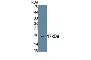 Western Blotting (WB) image for anti-Mucin 1 (MUC1) (AA 1034-1151) antibody (ABIN7425848)