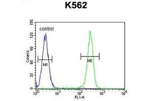 TNFSF4 Antibody (Center) flow cytometric analysis of K562 cells (right histogram) compared to a negative control cell (left histogram). (TNFSF4 Antikörper  (Middle Region))