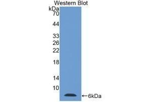 Detection of Recombinant Tb4, Mouse using Polyclonal Antibody to Thymosin Beta 4 (TMSB4X) (TMSB4X Antikörper  (AA 1-44))