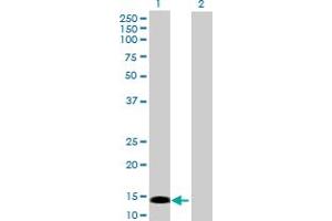 Western Blot analysis of PRKRIR expression in transfected 293T cell line by PRKRIR MaxPab polyclonal antibody. (PRKRIR Antikörper  (AA 1-150))