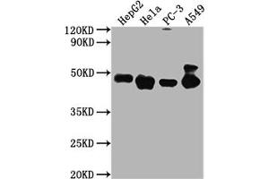 Western Blot Positive WB detected in: HepG2 whole cell lysate, Hela whole cell lysate, PC-3 whole cell lysate, A549 whole cell lysate All lanes PD-L2 antibody at 1:2000 Secondary Goat polyclonal to mouse IgG at 1/50000 dilution Predicted band size: 31,21 KDa Observed band size: 45-50 KDa Exposure time:5 min (PDCD1LG2 Antikörper  (AA 21-118))