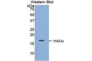 Detection of Recombinant GDNF, Rat using Polyclonal Antibody to Glial Cell Line Derived Neurotrophic Factor (GDNF) (GDNF Antikörper  (AA 78-211))