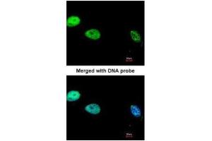 Immunofluorescence (IF) image for anti-Polymerase (DNA Directed), delta 1, Catalytic Subunit 125kDa (POLD1) (Center) antibody (ABIN2855506)