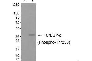 Western blot analysis of extracts from cos-7 cells (Lane 2), using C/EBP-α (Phospho-Thr230) Antibody. (CEBPA Antikörper  (pThr230))