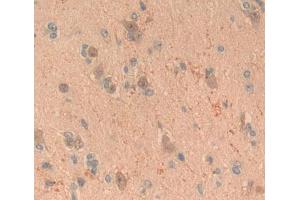 IHC-P analysis of brain tissue, with DAB staining. (FGF20 Antikörper  (AA 1-211))