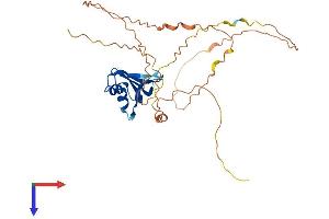 DAZL Protein (AA 1-298) (His tag)