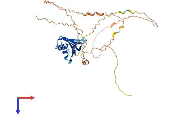 DAZL Protein (AA 1-298) (His tag)