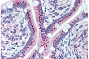 Human Small Intestine (formalin-fixed, paraffin-embedded) stained with GOLM1 antibody ABIN292241 at 1:100 followed by biotinylated goat anti-rabbit IgG secondary antibody ABIN481713, alkaline phosphatase-streptavidin and chromogen. (GOLM1 Antikörper  (AA 67-81))