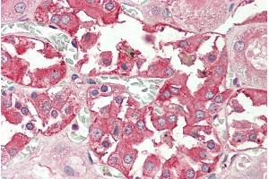 ABIN571241 (5µg/ml) staining of paraffin embedded Human Kidney.