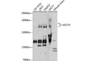 Western blot analysis of extracts of various cell lines, using  antibody (ABIN6129186, ABIN6136561, ABIN6136562 and ABIN6223849) at 1:1000 dilution. (ADCY3 Antikörper  (AA 1-80))