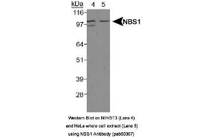 Image no. 1 for anti-NLR Family, Pyrin Domain Containing 2 (NLRP2) (Internal Region) antibody (ABIN363674)