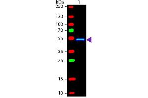 Western blot of Fluorescein conjugated Rabbit Anti-Mouse IgG1 (Gamma 1 chain) secondary antibody. (Kaninchen anti-Maus IgG1 (Heavy Chain) Antikörper (FITC) - Preadsorbed)