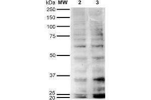Western Blot analysis of Human Cervical Cancer cell line (HeLa) showing detection of Hexanoyl-Lysine adduct-BSA using Mouse Anti-Hexanoyl-Lysine adduct Monoclonal Antibody, Clone 5E8 . (Hexanoyl-Lysine Adduct (HEL) Antikörper (Atto 594))