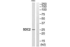 Western blot analysis of extracts from COLO cells, using SDC2 antibody. (Syndecan 2 Antikörper)