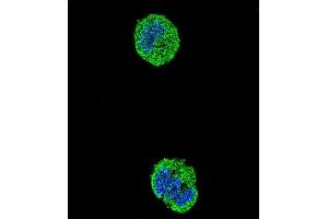 Confocal immunofluorescent analysis of ETS1 Antibody (N-term) (ABIN654675 and ABIN2844370) with MCF-7 cell followed by Alexa Fluor® 488-conjugated goat anti-rabbit lgG (green). (ETS1 Antikörper  (N-Term))