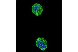 Confocal immunofluorescent analysis of ETS1 Antibody (N-term) (ABIN654675 and ABIN2844370) with MCF-7 cell followed by Alexa Fluor® 488-conjugated goat anti-rabbit lgG (green).