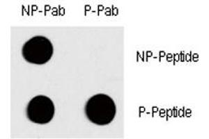 Dot Blot (DB) image for anti-c-Fos (c-Fos) (pThr232) antibody (ABIN3030222)