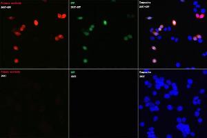Immunofluorescence analysis of 293T cells transfected with GFP protein and untreated 293T cells using Rabbit anti GFP-Tag mAb (ABIN7267512) at dilution of 1:100 (40x lens). (GFP Antikörper)