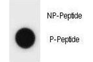 Dot blot analysis of phospho-TSC1 antibody.