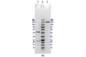 Coomassie stained SDS-PAGE results using Anti-Hemagglutinin (HA) (Mouse) Monoclonal Antibody clone 18A4 separated in a 4-20 % gradient gel.