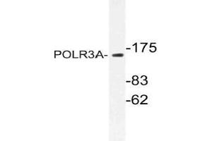 Western blot (WB) analysis of POLR3A antibody in extracts from HUVEC cells. (POLR3A Antikörper)