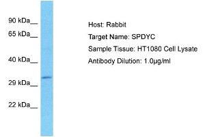 Host: Rabbit Target Name: SPDYC Sample Type: HT1080 Whole Cell lysates Antibody Dilution: 1. (SPDYC Antikörper  (N-Term))