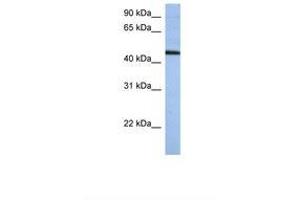 Image no. 1 for anti-Zinc Finger Protein 766 (ZNF766) (AA 74-123) antibody (ABIN6739283) (ZNF766 Antikörper  (AA 74-123))