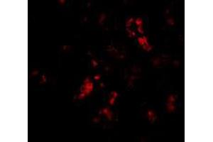 Immunofluorescence of BANF1 in human kidney tissue with BANF1 polyclonal antibody  at 20 ug/mL . (BANF1 Antikörper  (C-Term))