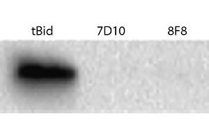 Supernatant fractions from Bax-/- mouse embryonic fibroblasts were incubated with caspase-8-cleaved human Bid (tBid) and anti-Bak (Clone 7D10 and Clone 8F8), resolved by electrophoresis, transferred to membrane, and probed with anti-cytochrome c followed by Goat Anti-Mouse Ig, Human ads-HRP (Ziege anti-Maus Ig (Heavy & Light Chain) Antikörper (HRP))