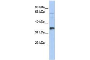 Image no. 1 for anti-UBA Domain Containing 2 (UBAC2) (AA 107-156) antibody (ABIN6743877) (UBAC2 Antikörper  (AA 107-156))